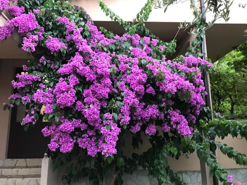 Apartments House Barbara 2 Kornić Екстериор снимка